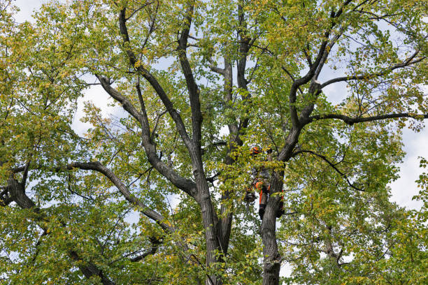 Best Tree Maintenance Programs  in Gladstone, MI